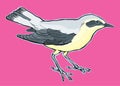 Hand drawn bird vector Ã¢â¬â stock illustration